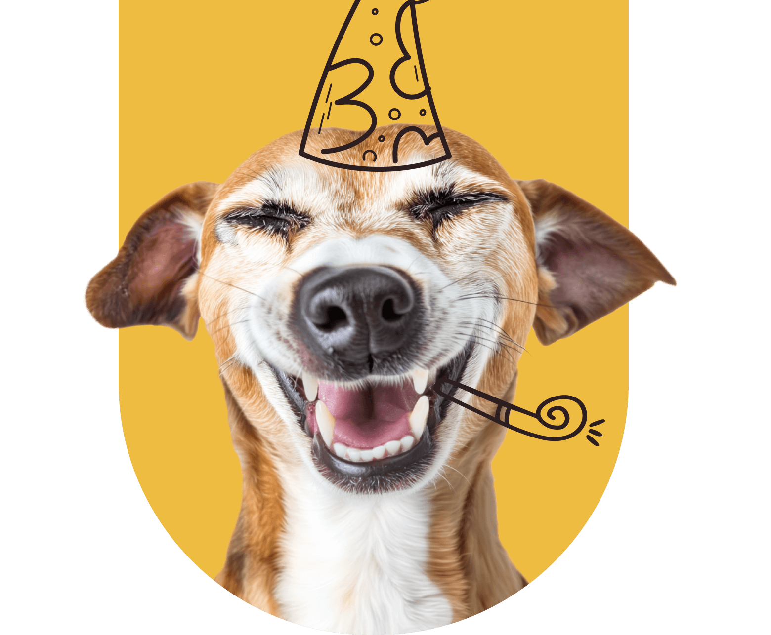 celebrate-dog