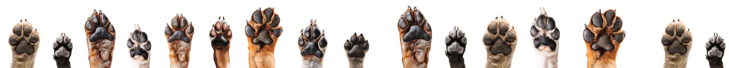 paws-footer